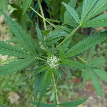 OG Fun