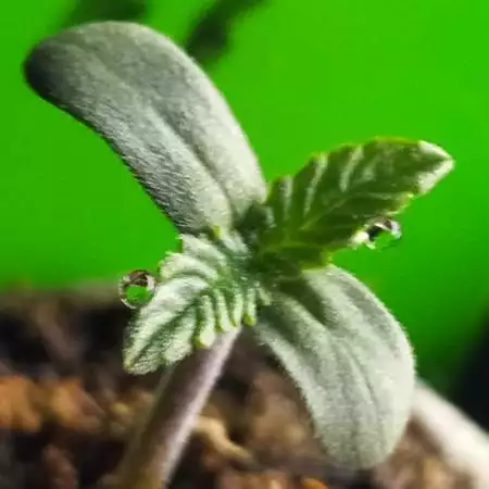 Strawberry Cola - Organic Outdoor