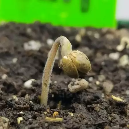 Zkittalicious - Organic Outdoor
