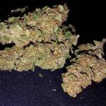 Auto Orange Bud - Organic Outdoor