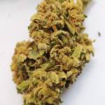 Amnesia Haze Automatic - Organic Outdoor