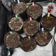 Tropical Cooler, Orangutangie AtlasSeeds