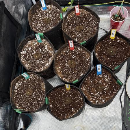 Tropical Cooler, Orangutangie AtlasSeeds
