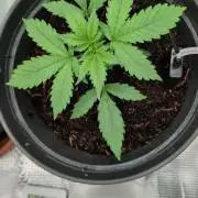 Auto Purple Haze