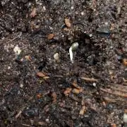Auto Orange Bud