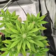 Auto Purple Haze
