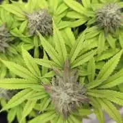 Purple Punch