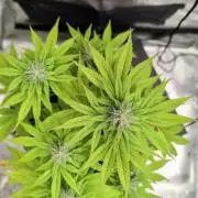 Purple Punch