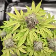 Purple Punch