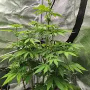 Blue Dream