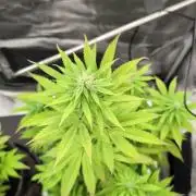 Blue Dream