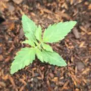Auto Orange Bud