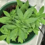Auto Orange Bud