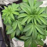 Blue Dream