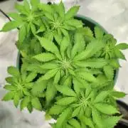 Auto Orange Bud