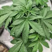 Blue Dream