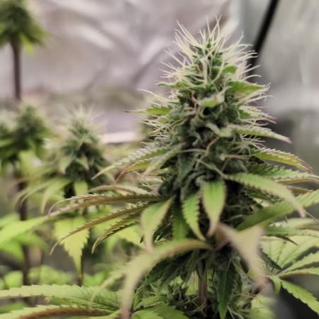 Blue Dream
