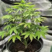 Purple Punch