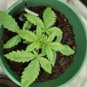 Auto Orange Bud