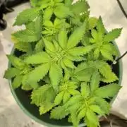 Auto Orange Bud