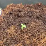 Second Grow