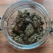 Purple Punch