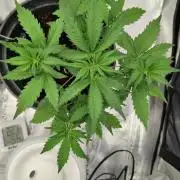 Auto Purple Haze