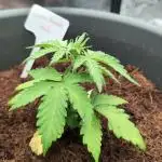 Auto Green Gelato