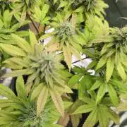 Blue Dream