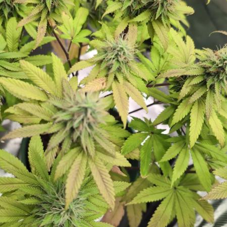 Blue Dream