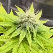 Purple Punch