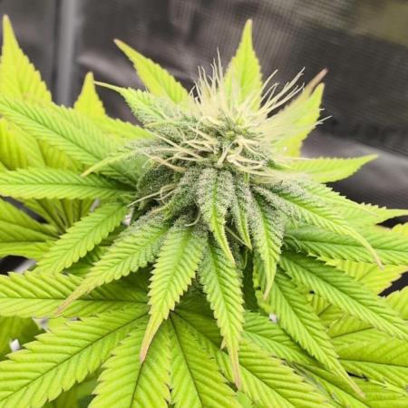 Purple Punch
