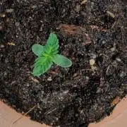 Auto Orange Bud