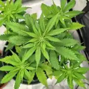 Auto Purple Haze