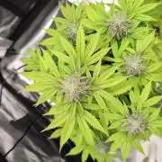 Purple Punch