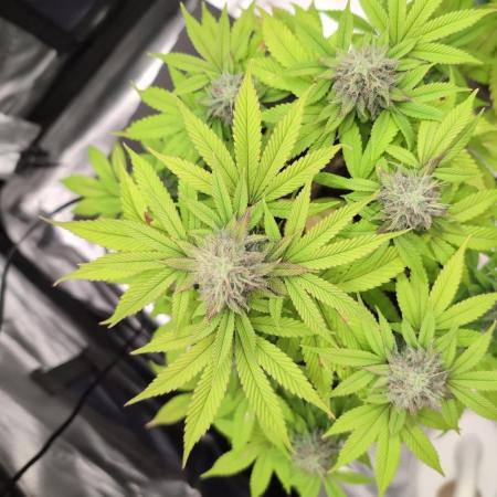 Purple Punch