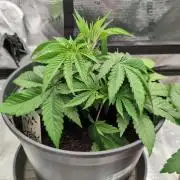 Purple Punch