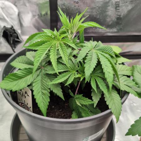 Purple Punch