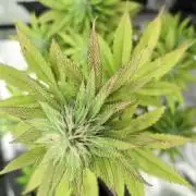 Blue Dream