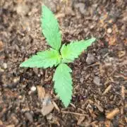 Auto Purple Haze
