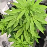 Blue Dream