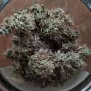 Blue Dream