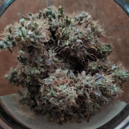 Blue Dream