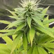 Blue Dream