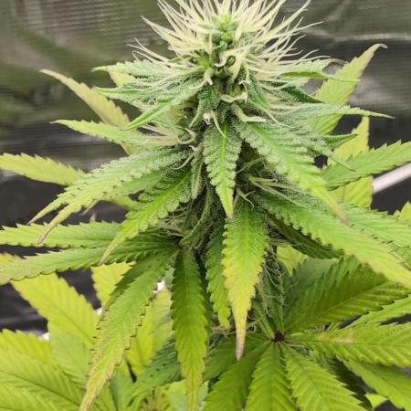 Blue Dream