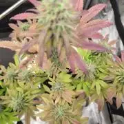 Blue Dream