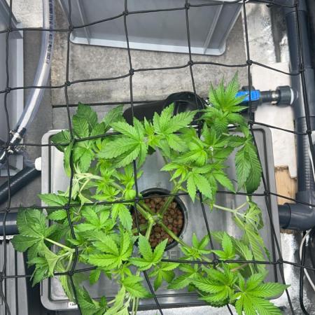 RS11 x Banana OG // 3+1 RDWC // GROWBERT