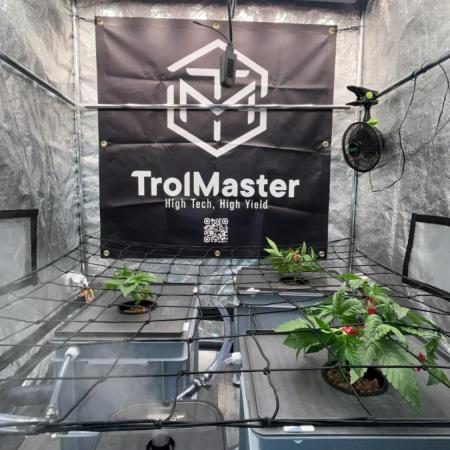 RS11 x Banana OG // 3+1 RDWC // GROWBERT