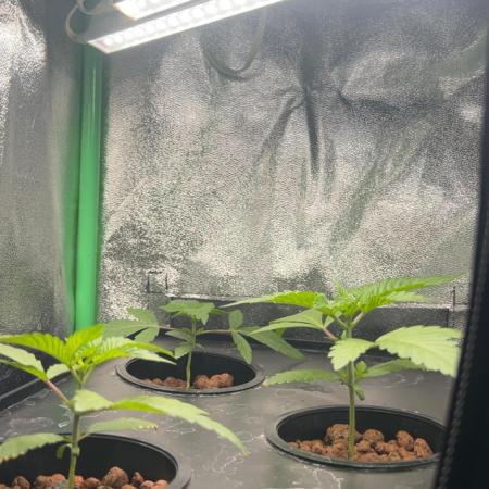 RS11 x Banana OG // 3+1 RDWC // GROWBERT