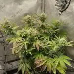 Cookie Casket #3